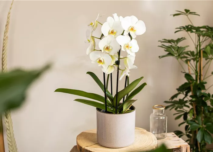 Orchideen kaufen und ihre Schönheit genießen