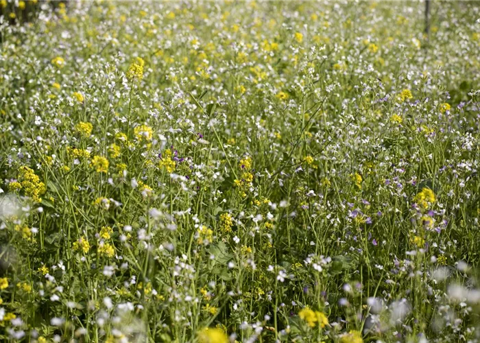 Mit einer Gründüngung zum gesunden Garten