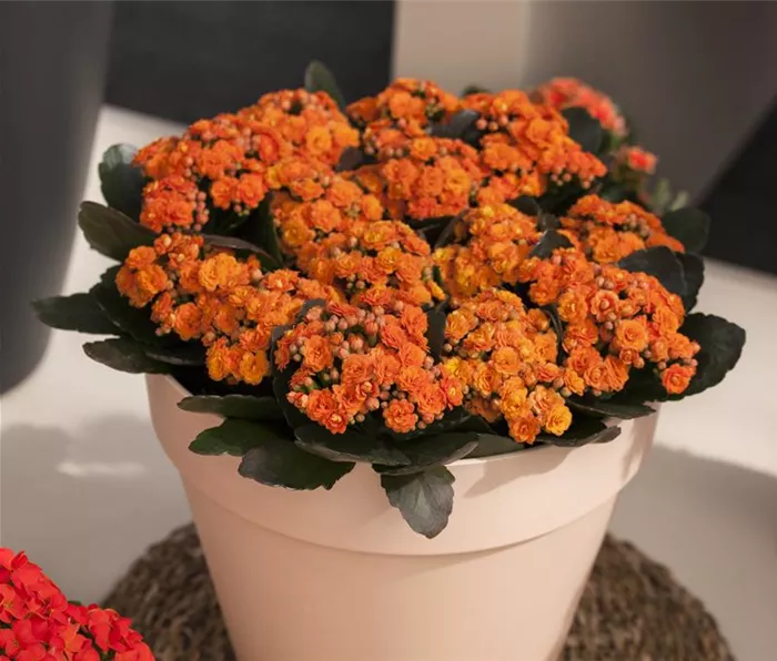 Kalanchoe blossfeldiana, gefüllt